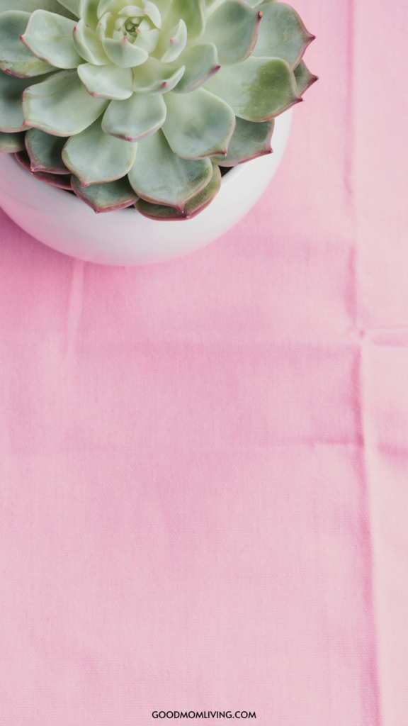 pink and green wallpaper, succulent wallpaper, aesthetic succulent wallpaper, plant wallpaper, plants wallpaper, aesthetic plant wallpaper, plant aesthetic wallpaper, green plant wallpaper, plant wallpaper iphone