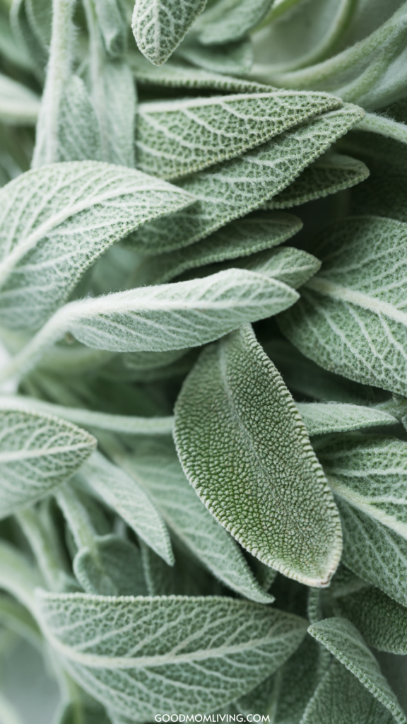 sage green wallpaper aesthetic, sage wallpaper
