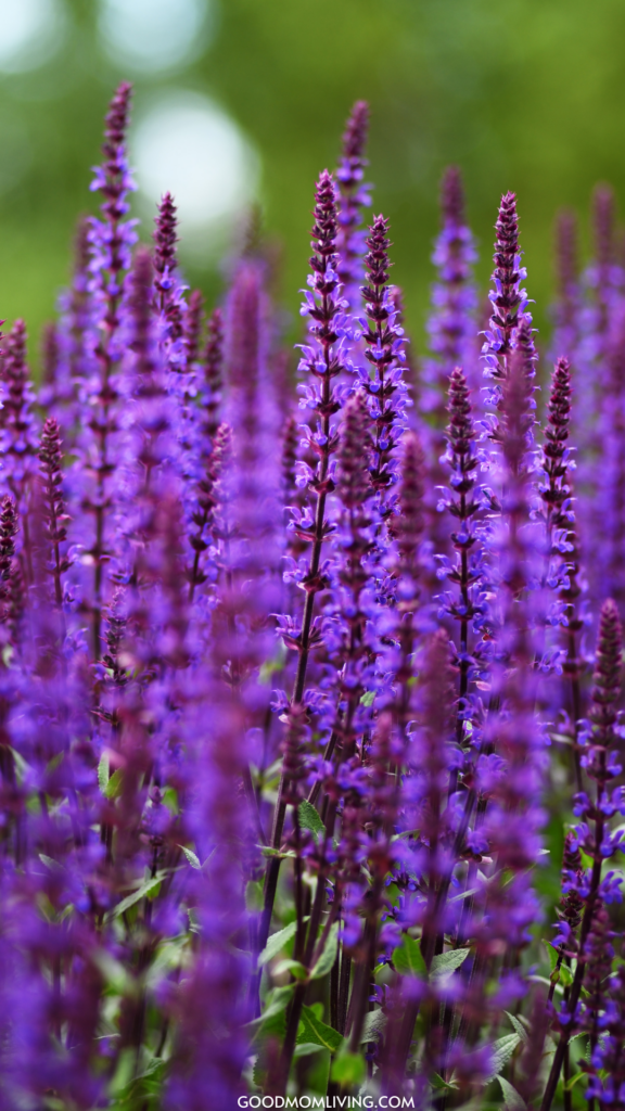 cute purple aesthetic wallpaper