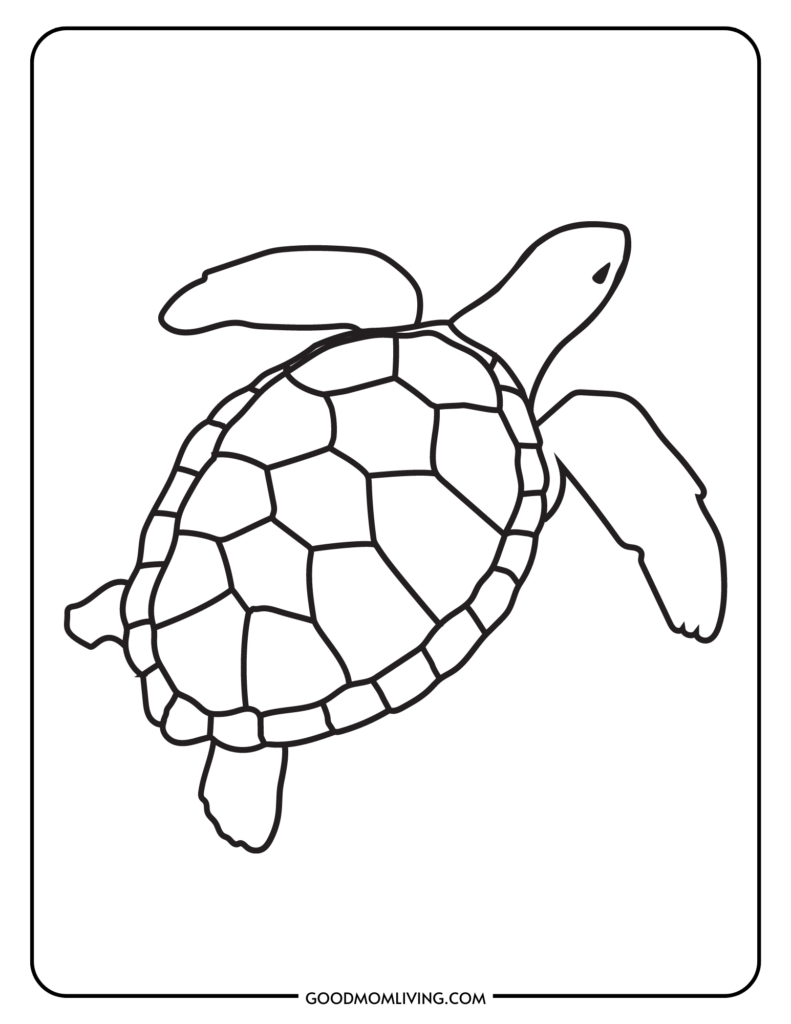 turtle printable