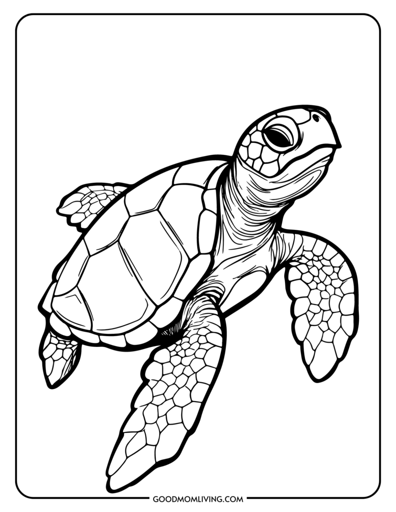 sea turtles coloring pages