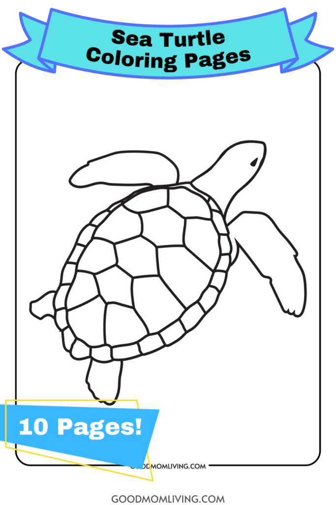 turtle coloring sheet