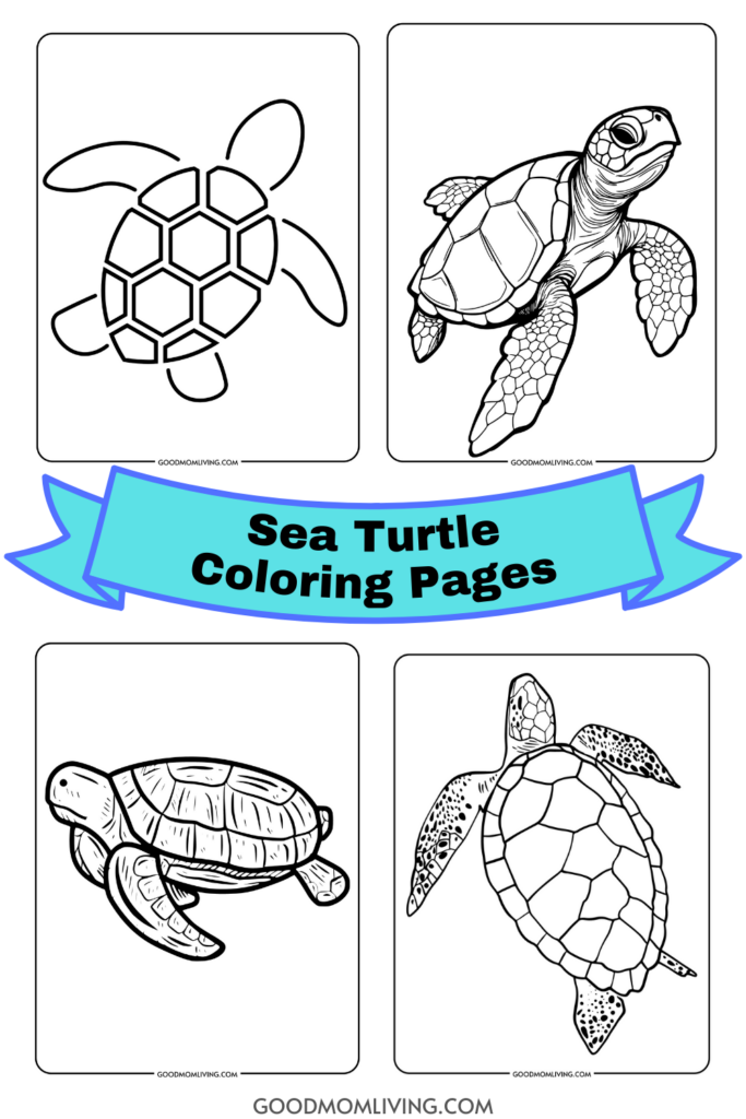 baby turtle pages to color