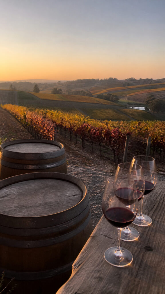 Vineyard Tour and Wine Tasting Experience