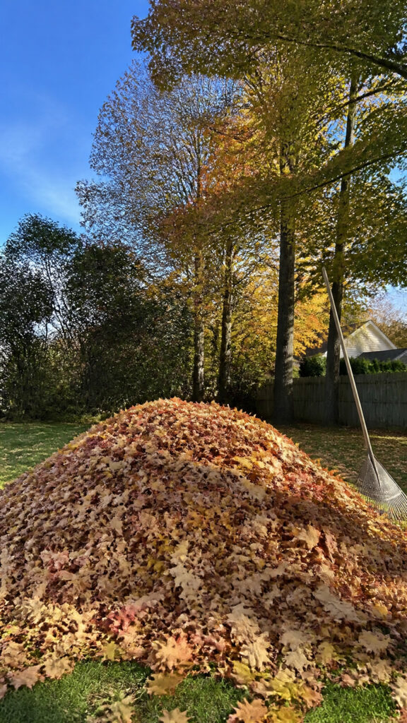 Leaf Pile Jump Contest