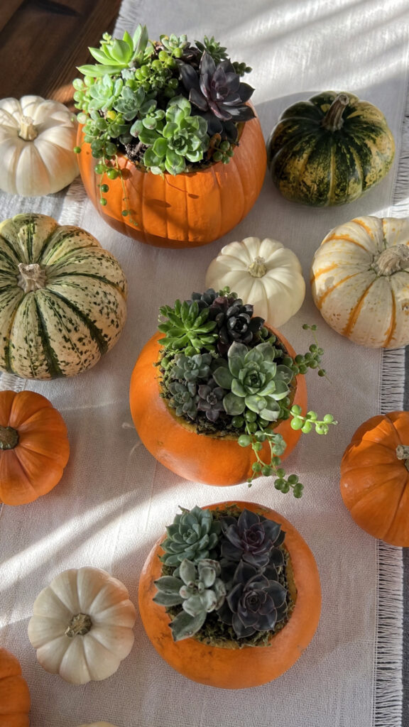 Succulent and Pumpkin Garden